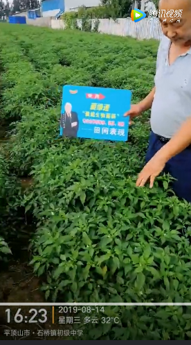 菌绿通在平顶山用户辣椒上示范效果
