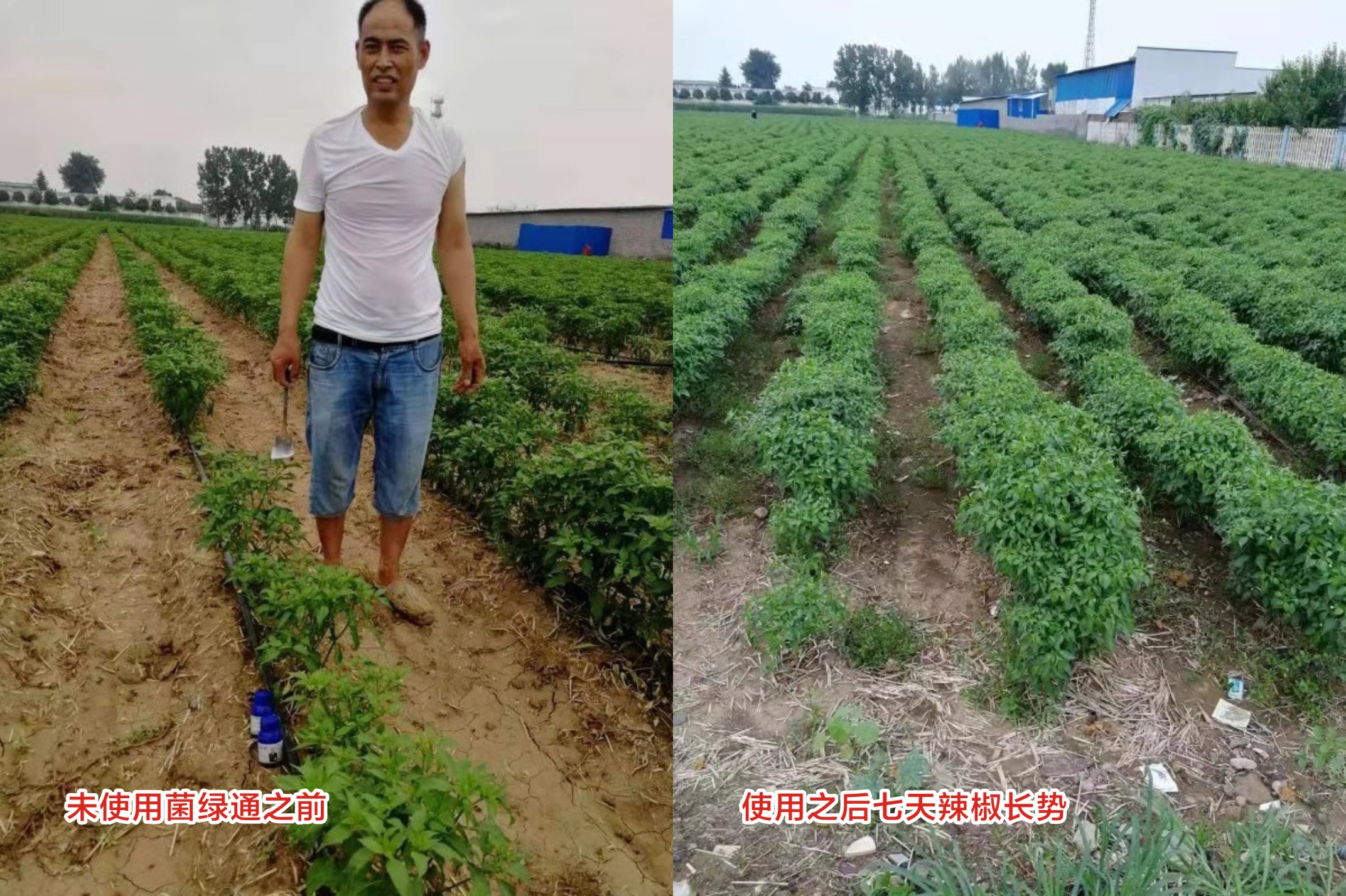 菌绿通辣椒田效果见证