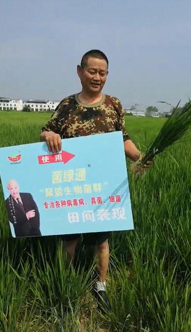 旱稻使用菌绿通大发现