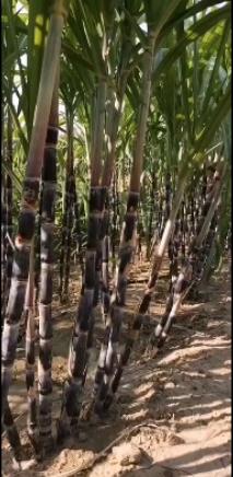 菌绿通在甘蔗效果反馈