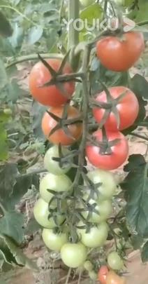菌绿通在番茄效果反馈