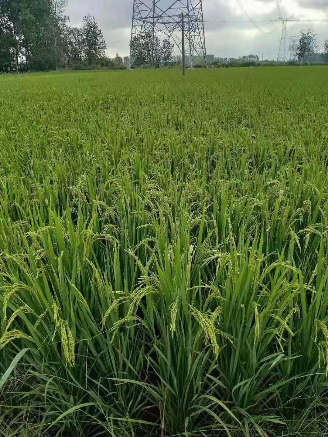 菌绿通正阳水稻反馈