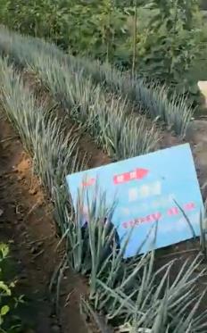 菌绿通大葱效果反馈