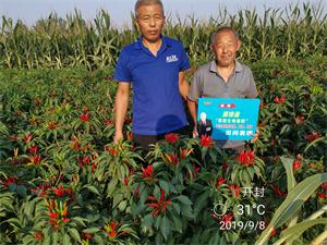 菌绿通在辣椒效果反馈