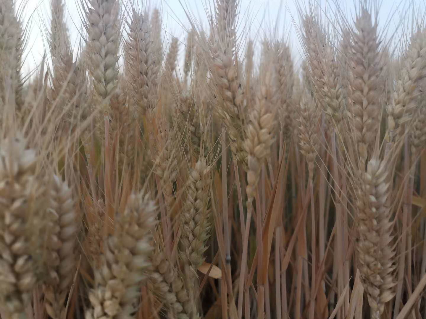 郭教授小麦田3