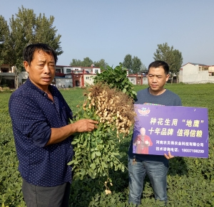 延津地鹰花生验收效果