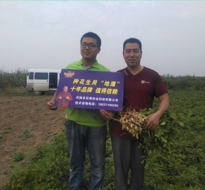 新野验收地鹰花生效果