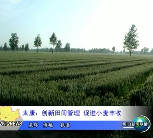 太康小麦飞机喷防