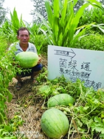 菌绿通在西瓜效果反馈