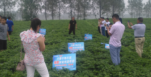 农贝得：地鹰拌种，产量翻番，我们赌赢了
