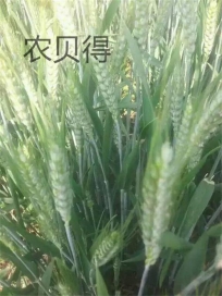 用农贝得一拌无蚜，到现在了从根到穗找不到蚜虫和病害。