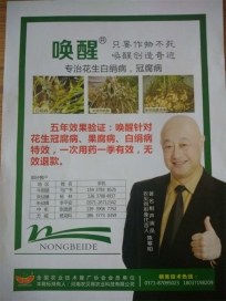 花生癌症——白绢病防治有妙招