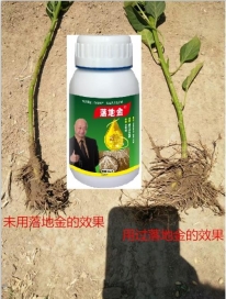 落地金微生物菌肥究竟有什么魔力Hold住众多农民