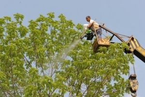河南拌种剂厂家讲述叶面肥施用技巧在葡萄园的运用
