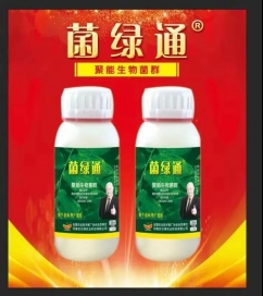 河南拌种剂厂家讲述菌绿通效果好的原因
