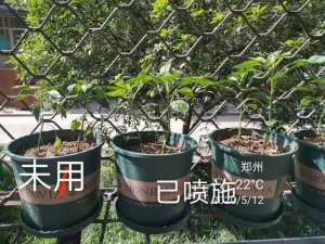 辣椒盆栽示范