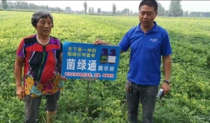菌绿通喷施花生三遍成注意事项