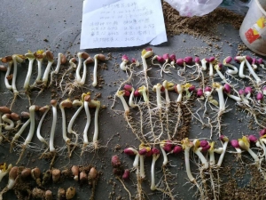 客户自己做的地鹰拌种芽率实验对比