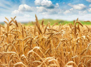 小麦纹枯病防治的方法有什么呢？
