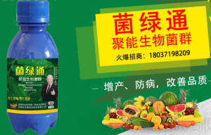 大蒜的病害及防治