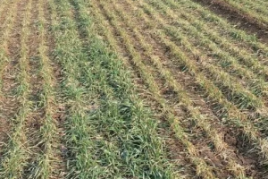 冬季小麦的田管措施