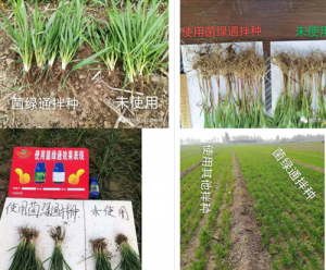 小麦使用菌绿通拌种的好处