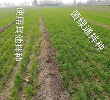 菌绿通具有什么实用推广价值