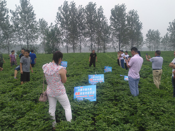 平舆使用唤醒后的花生地块_副本.jpg