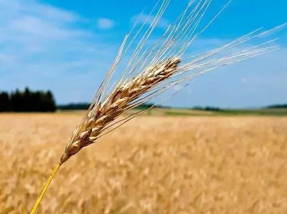 小麦使用拌种剂的必要性有哪些