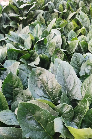 菌绿通在菠菜上的效果表现
